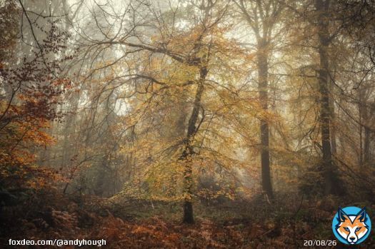 GM all and another slice of autumn from Barnes's Grove, Buckinghamshire! #Trees #TreeClub #Nature #Autumn @ThePhotoHour @OPOTY