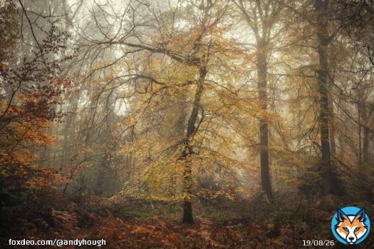 GM all and another slice of autumn from Barnes's Grove, Buckinghamshire! #Trees #TreeClub #Nature #Autumn @ThePhotoHour @OPOTY