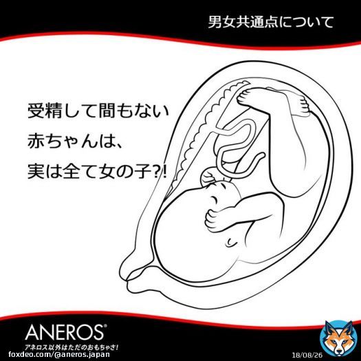 受精して間もない赤ちゃんは、実は全て女の子。 そこから精子の遺伝子情報で男の子は身体が男性に変化します。 そして女性器だった部分が変化したのが、前立腺。 つまり男性の前立腺を中心としたＧエリアの刺激でドライオーガズムを得るというのは、理にかなっている訳ですね！
