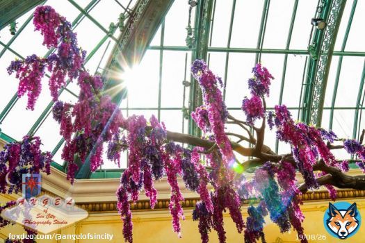 There's always something beautiful in front of you. you just need to know how to see.  #Sun #sunny #sunshine #tree #trees #Bellagio #conservatory #leaf #leaves #high #up #PhotoOfTheDay #ArtOfTheDay #BestOfTheDay #Vegas #SinCity #LasVegas #purple #inddividual #beauty #beautiful