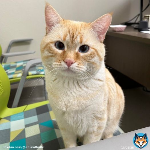 After fathering one too many kittens, Nick Cannon is available for adoption!  He&rsquo;s 3 years old and weighs 14 lbs.   Nick's adoption fee is waived, and luckily, he will be neutered before he goes to his forever home. This will prevent any futuree kittens.   His ID# is A1251424.