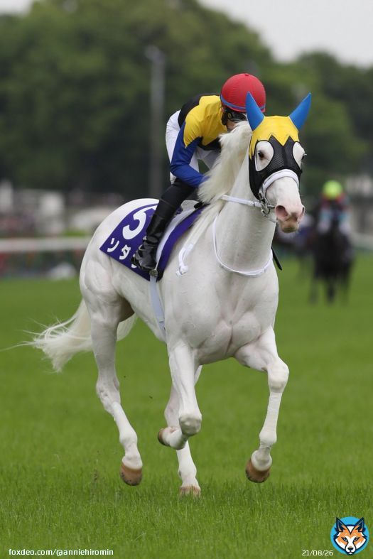 公式の予言ワロタ #ビクトリアマイル #ソダシ #白馬