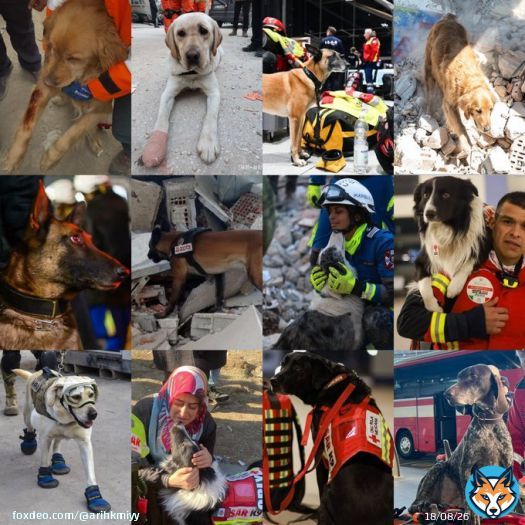 They are our heroes too. They have hurt their paws and are bleeding, but they don&rsquo;t stop saving lives    #TurkeyEarthquake #turkey #earthquake #HelpTurkey #HelpSyria #dogrescue #heroes #syria #syria