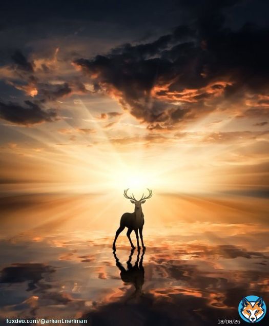 ????  Good evening.  Sunset. ~ Caught in the sun. by Kathrin Federer