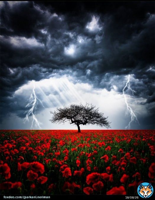 Good evening. Lightning, Thunder and Rain Clouds. #NaturePhotograhpy .   Kathrin Federer