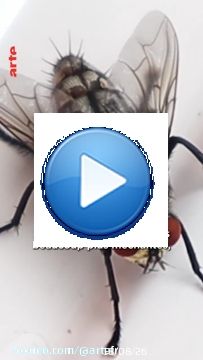 Une vid&eacute;o qui fait mouche  Avec @28minutes