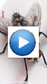 Une vid&eacute;o qui fait mouche  Avec @28minutes