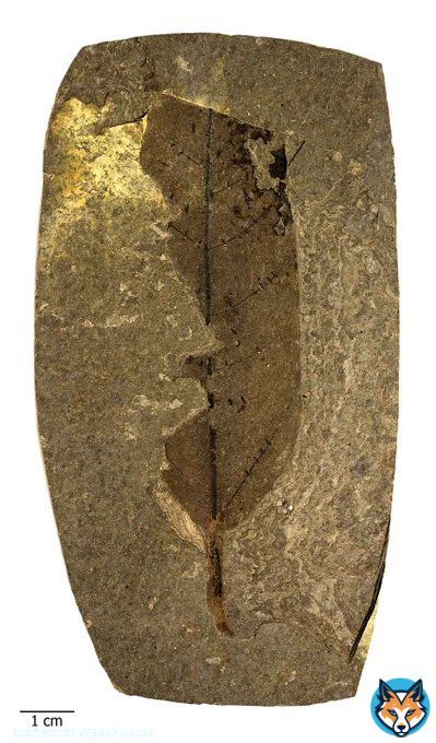 FOSSIL ZOMBIE ANT!  Possibly one of the coolest fossils ever, this 48 million year old leaf has tiny paired scars from mind-controlled ants infected with Ophiocordyceps fungus.  Hope you enjoyed the #Paleomoji Spooktacular  Enjoy #FossilFriday.