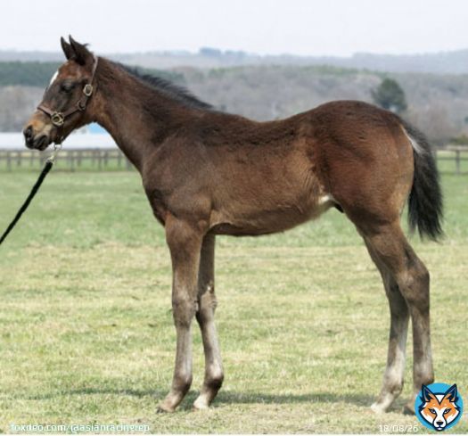 Japan's leading Arc contender Titleholder (Duramente x Mowen) as a foal in 2018.  #タイトルホルダー #ドゥラメンテ #凱旋門賞 #QPAT