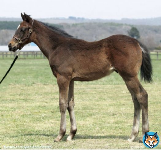 Japan's leading Arc contender Titleholder (Duramente x Mowen) as a foal in 2018.  #タイトルホルダー #ドゥラメンテ #凱旋門賞 #QPAT