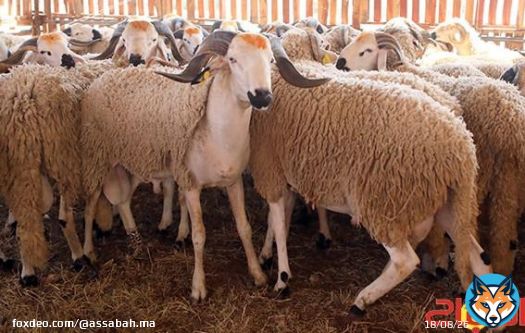 الحكومة تتصدى للشناقة وتشدد الرقابة على أسواق الأضاحي