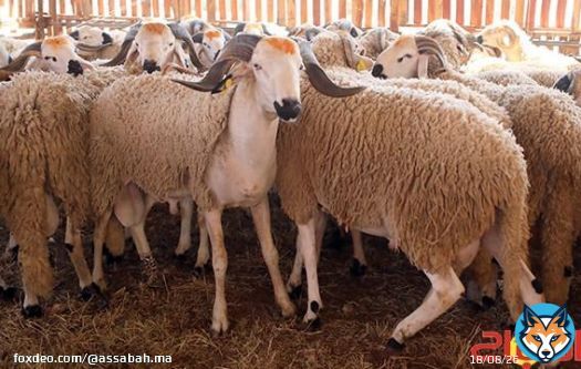 الحكومة تتصدى للشناقة وتشدد الرقابة على أسواق الأضاحي