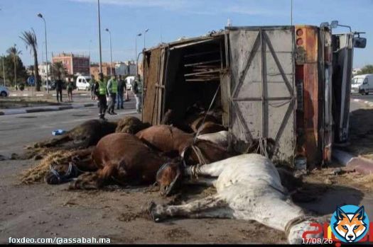 نفوق خيول وإصابة أخرى إثر انقلاب شاحنة بمدخل البروج