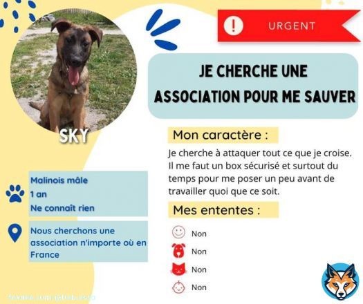 RECHERCHE ASSOCIATION   Recherche urgente asso pour un Malinois m&acirc;le d&rsquo;1 an. Il ne conna&icirc;t rien de la vie mis &agrave; part les barreaux de sa cage (il y vit 24h/24).  Besoin de se poser, au calme, dans un box s&eacute;curis&eacute;; (structure adapt&eacute;e)  Toute la France Contactez nous en MP
