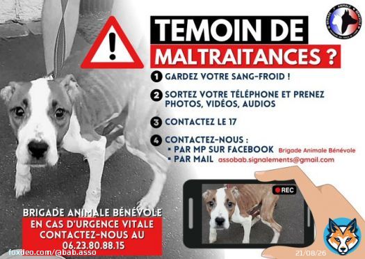 VOUS &Ecirc;TES T&Eacute;MOIN DE MALTRAITANCES ?   Gardez votre sang froid!  Prenez photos, vid&eacute;os, audios   Contactez le 17 Contactez nous par mp Facebook  ou par mail Assobab.signalements@gmail.com   En cas d'urgence vitale : appelez nous 066.23.80.88.15