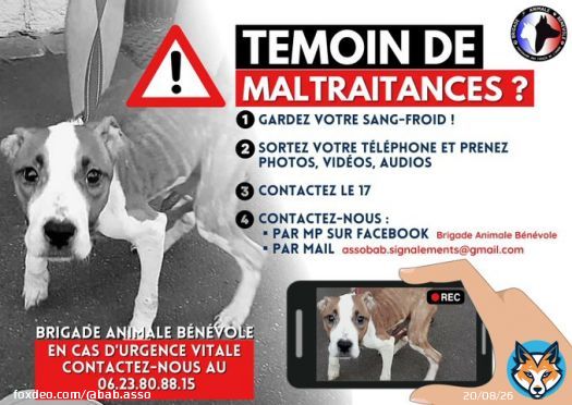 VOUS &Ecirc;TES T&Eacute;MOIN DE MALTRAITANCES ?   Gardez votre sang froid!  Prenez photos, vid&eacute;os, audios   Contactez le 17 Contactez nous par mp Facebook  ou par mail Assobab.signalements@gmail.com   En cas d'urgence vitale : appelez nous 066.23.80.88.15