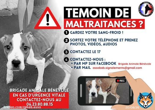 VOUS &Ecirc;TES T&Eacute;MOIN DE MALTRAITANCES ?   Gardez votre sang froid!  Prenez photos, vid&eacute;os, audios   Contactez le 17 Contactez nous par mp Facebook  ou par mail Assobab.signalements@gmail.com   En cas d'urgence vitale : appelez nous 066.23.80.88.15
