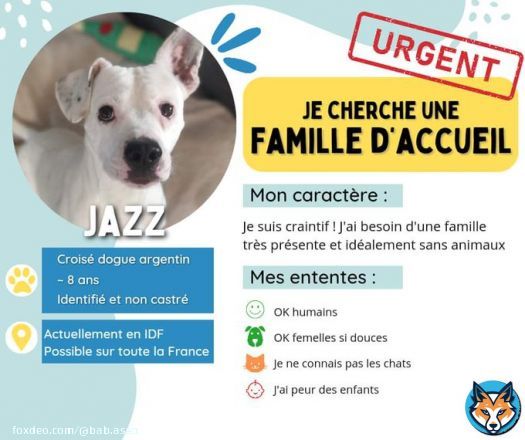 RECHERCHE FAMILLE D'ACCUEIL URGENT POUR JAZZ   Ile-de-France, possible dans toute la France avec un covoiturage  X dogue argentin m&acirc;le   Humains, femelles  Chats, enfants, m&acirc;les  Famille avec tr&egrave;s peu d&rsquo;absences, besoin de cacalme  Disponible ? Envoyez nous un MP