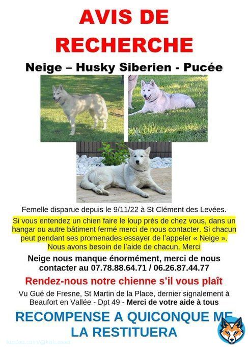 AVIS DE RECHERCHE CHIEN   Neige a #disparue le 09/11/22 &agrave; St Cl&eacute;ment des Lev&eacute;es. Vue pour la derni&egrave;re fois &agrave; Beaufort en Vall&eacute;e 49  Femelle #Husky Sib&eacute;rien puc&eacute;e, hurle (bruit du loup)   Si vouss l'apercevez ou avez des infos, contactez le <br>07. <br>78. <br>88. <br>64. 71 ou <br>06. <br>26. <br>87. <br>44. 70