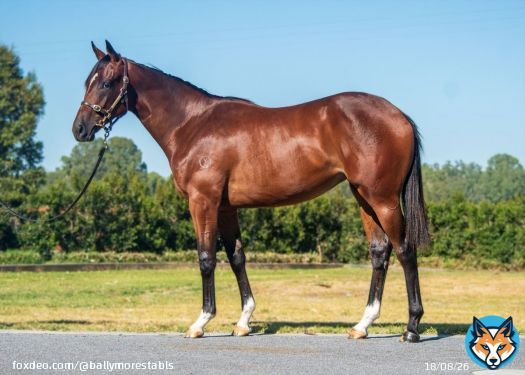 GEELONG BOUND WITH TWO PROMISING RUNNERS!! We have runners in the first two races at Geelong today; Declan Bates aboard both kicking off with Pink Lamborghini (pictured) in the 1112m 3Y0 Maiden. Full article: