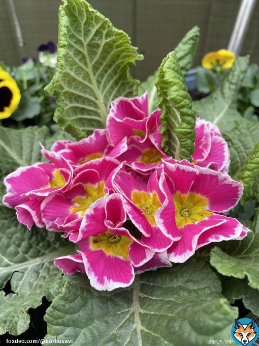 Good morning with this beauty from my garden for #MagentaMonday Have a great week! #flowers #garden #GardeningTwitter #primroses #primulas #flowerphotography #MondayMotivaton #HappyMonday