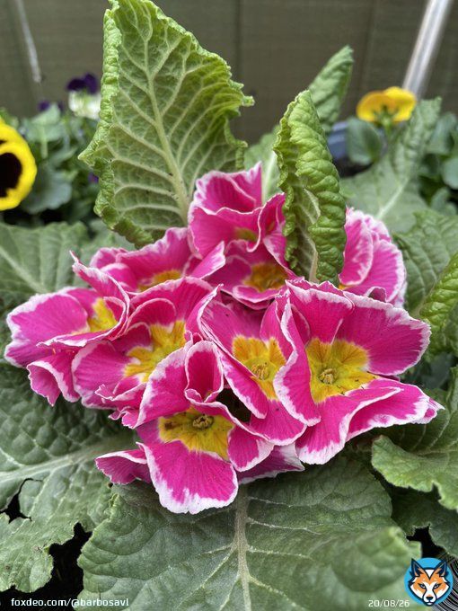 Good morning with this beauty from my garden for #MagentaMonday Have a great week! #flowers #garden #GardeningTwitter #primroses #primulas #flowerphotography #MondayMotivaton #HappyMonday