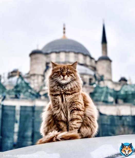 Istanbul is known as the 'City of Cats' and sometimes referred to as 'Catstanbul.' Hundreds of thousands of cats have roamed the metropolis for millenniums.  It&rsquo;s #Caturday and to celebrate the start of the weekend, a thread on the cats of IstaIstanbul &hellip;