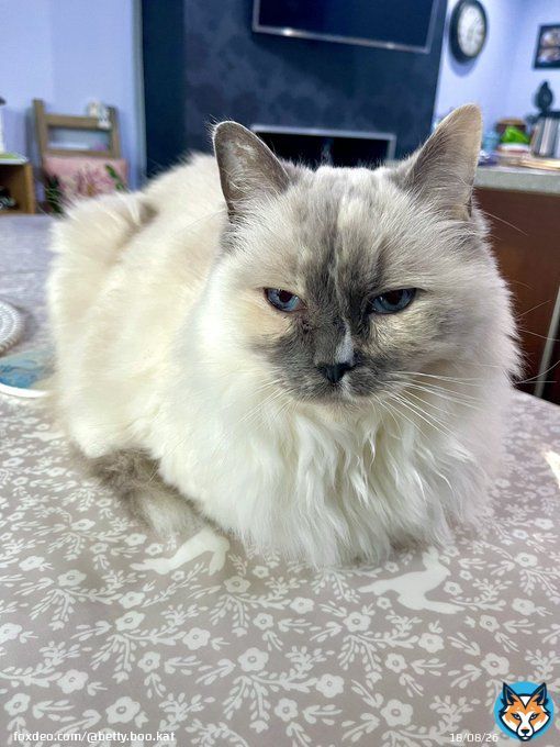 It&rsquo;s a Deeper Shade of Blue fur today&rsquo;s  #kittyloafmonday  I&rsquo;m here to help mew through #BlueMonday