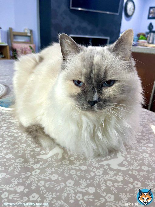 It&rsquo;s a Deeper Shade of Blue fur today&rsquo;s  #kittyloafmonday  I&rsquo;m here to help mew through #BlueMonday