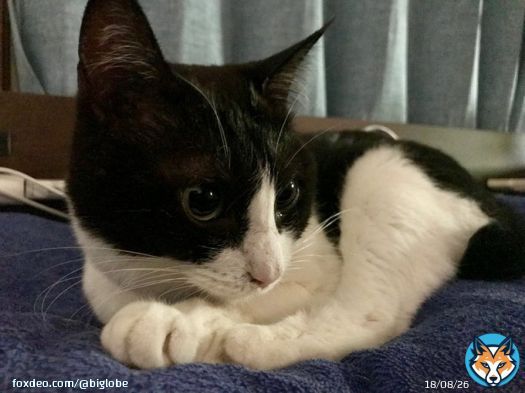 今日も気づけばもう夕方ですが、 毎月8日は #ハチワレデー  #猫 #猫写真 #猫好き #ハチワレ #ハチワレの日 #ハチワレは世界を救う協会 #ハチワレ猫のいる生活
