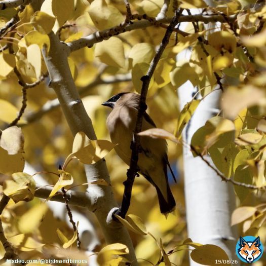 A #CedarWaxwing soaks up the autumn sun and foliage in #ParkCity . . . #Utah #birds #birdwatching #birding #autumn #autumnhike #foliage #autumnleaves #hike #NaturePhotography #WildlifePhotography #Olympus