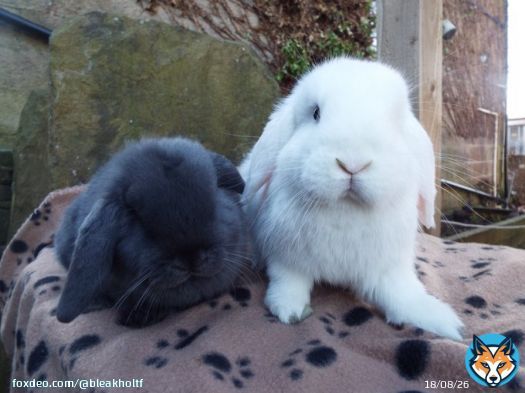 We've had a good day for re-homing today, with  #rabbits Gertie & Olive going to a new home together, #gineapigs Jewel & Patricia went to a new home together & rabbit Rod went to a new home to live with a lonely female rabbit. #AdoptDontSShop #MondayMotivaton #newhome