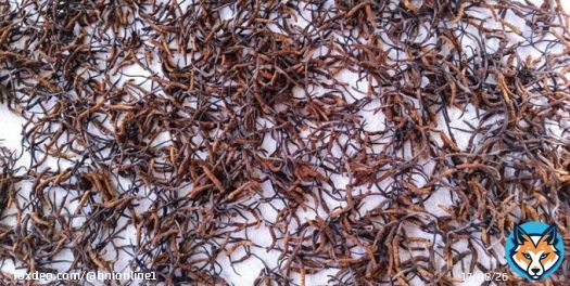 Declining caterpillar fungus production in Putao worries locals  Caterpillar fungus (Cordyceps), locally called Sheepati, has become scarce in the Putao area of Kachin State in northern Burma. Cordyceps form when ground-dwelling caterpillars are infected with the Ophiocordyceps