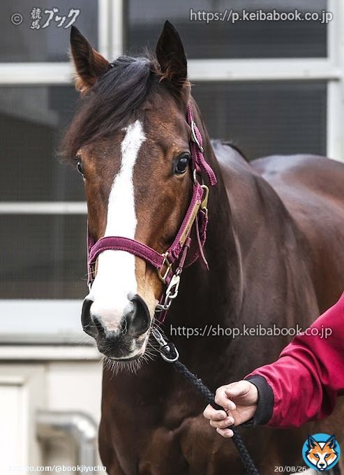 根岸Ｓに出走するギルデッドミラーです。 前走で武蔵野Ｓを牝馬として初めて制しました。 「前々走のダートから乗っていますが、跨った時にこれはモノが違うと感じていました」 と三浦騎手。 もう一度、また東京で、再現なるか。 「なるに決まってるでしょうが」 おっと、気合入ってます。 がんばれ！