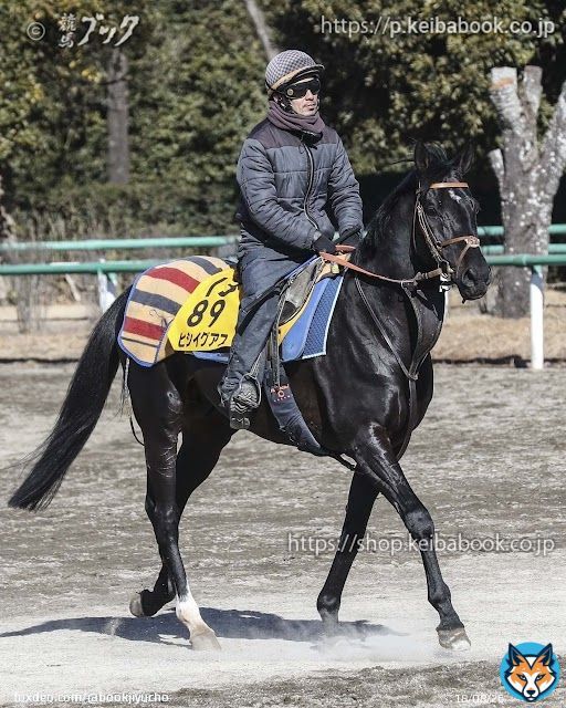 中山記念に出走予定のヒシイグアスです。 前走はタイトルホルダーの２着の宝塚記念。 それ以来の出走です。 中山はバリバリの好成績です。 ４勝し、そのうち重賞２勝。 21年中山記念の覇者です。 漆黒の馬体は迫力満点。 でも顔はかわいらしい。 そのギャップ。 迎え撃つぞ。 がんばれ！