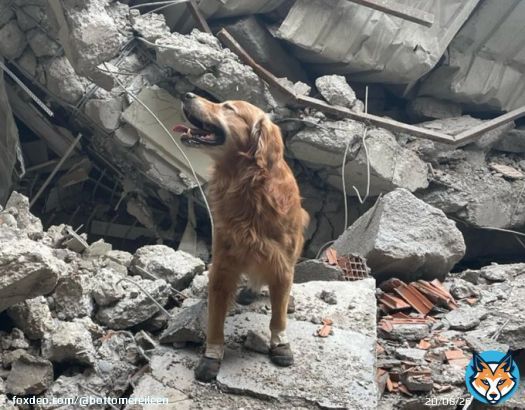 A dog named Killian, who was in the Swedish search and rescue team that came to help after the earthquake in Turkey, saved the lives of 17 people. #Syria_earthquake #Turkey_earthquake #TurkeySyriaEarthquake2023 #RescueDogs