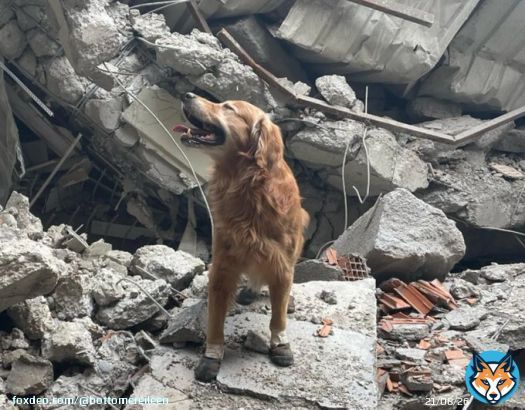 A dog named Killian, who was in the Swedish search and rescue team that came to help after the earthquake in Turkey, saved the lives of 17 people. #Syria_earthquake #Turkey_earthquake #TurkeySyriaEarthquake2023 #RescueDogs
