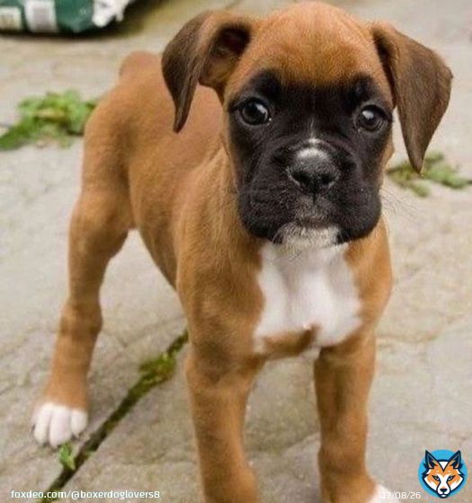 Rate this cuteness 1-10  #boxerdoglover #boxerdog #boxerdoglover #dogsoftwitter