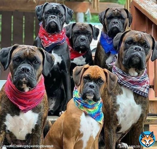 Family picture  #boxerdoglover #boxerdog #boxerdoglover #dogsoftwitter