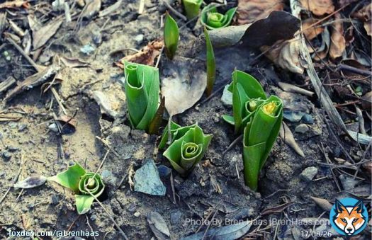 The last time I didn't plant my tulips strategically so that they deer couldn't get them.  Now I plant the tulips close to the house or mixed in with my allium (onion).    Planting for wildlife is easy and fun! #gardenshour #ohio #wildlife #GardeningngTwitter
