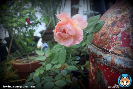 And the winner is.... once again the first rose to bloom before SPRING is the At Last Rose Shrub growing in my 20 foot geodesic bio dome in Ohio.   #RoseWednesday #happydays #gardening #TwitterGardening