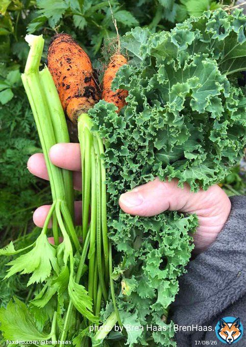 This celery I found in a starter pack at garden center and grew with my carrots.  #GardeningTwitter #gardenshour