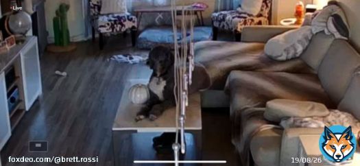 Good to know Paul holds it down when I&rsquo;m not home &hellip; her 90lb ass and she&rsquo;s chillin ON the coffee table like NBD.