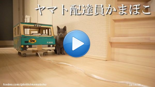 YouTube かまぼこちゃんねる 動画更新しました\u266a  『ヤマトドライバーかまぼこくん』  #ねこ　#ネコ　#猫 #猫のいる暮らし #ブリティッシュショートヘア #Youtube #かまぼこちゃんねる #ヤマト運輸