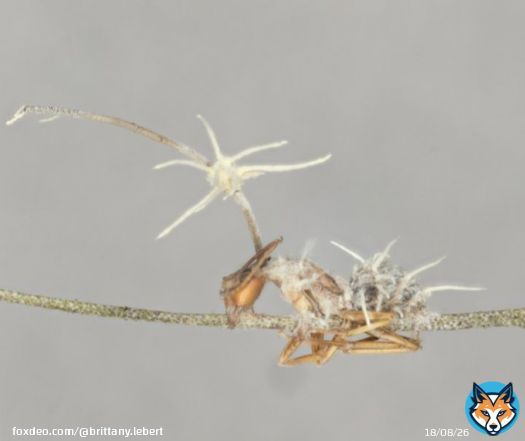 Today I am presenting my research on Hyperparasites of Ophiocordyceps for the first time at #MSAfungi20.If attending, take a look at my virtual poster: 'Masters of the Manipulator? A Comparative Genomics Study of Two New Hyperparasite Species of the Zombie Ant Fungus'  @CharissaB