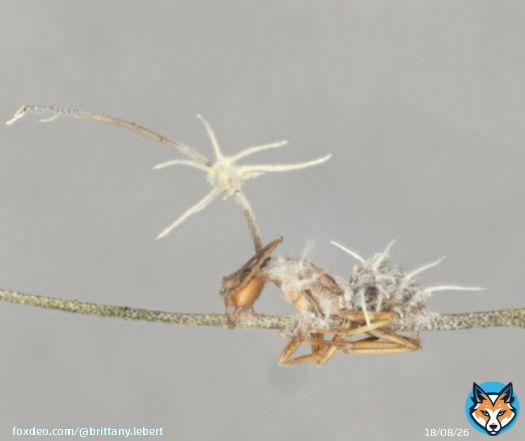 Today I am presenting my research on Hyperparasites of Ophiocordyceps for the first time at #MSAfungi20.If attending, take a look at my virtual poster: 'Masters of the Manipulator? A Comparative Genomics Study of Two New Hyperparasite Species of the Zombie Ant Fungus'  @CharissaB