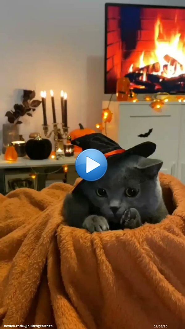 Halloween cuteness..    IG: mr.smokey21