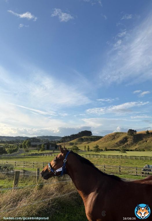 So what happens after the hammer falls? This….. @KarakaChat $1.1million sales topper Micky G (Sword Of State from @CambridgeStud) enjoying the first day of his new life with Conor and Sarah at @KawaParknz. Not a bad way to spend Tuesday night.