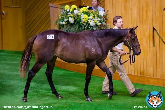 Embellish was top of the pops during book 2 at Karaka 2026. Our filly out of Queen of Wizardry landed the highest price when selling to @busuttin for $200,000. @KarakaChat