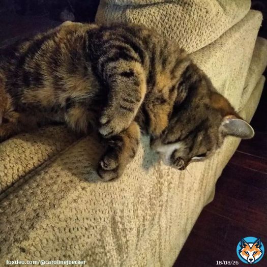 Cat fun! #cat #catlove #monkey #cute #photo #igdaily #picoftheday #instadaily #photooftheday #photofun #springtime #bestoftheday #ivory